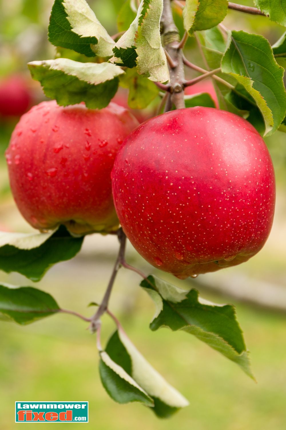 Can You Really Grow an Apple Tree from a Pip? Yes, and Here’s How ...