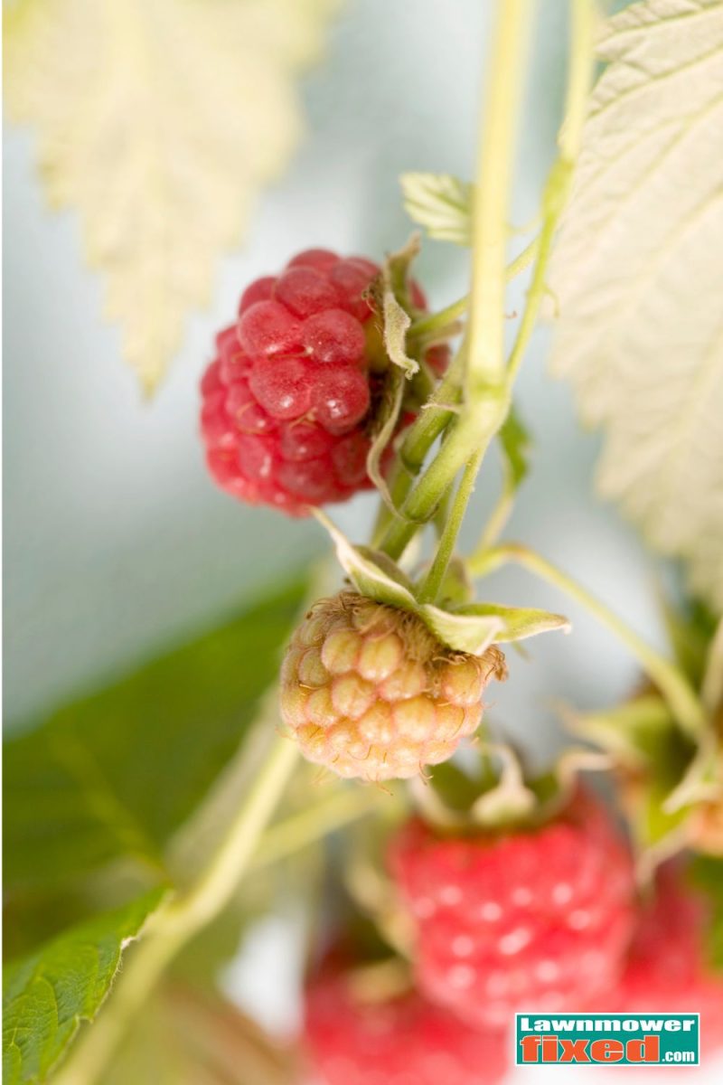 Speediberry Raspberries Berry Bonanza: Grow the Best Raspberries from Planting to Harvest ...