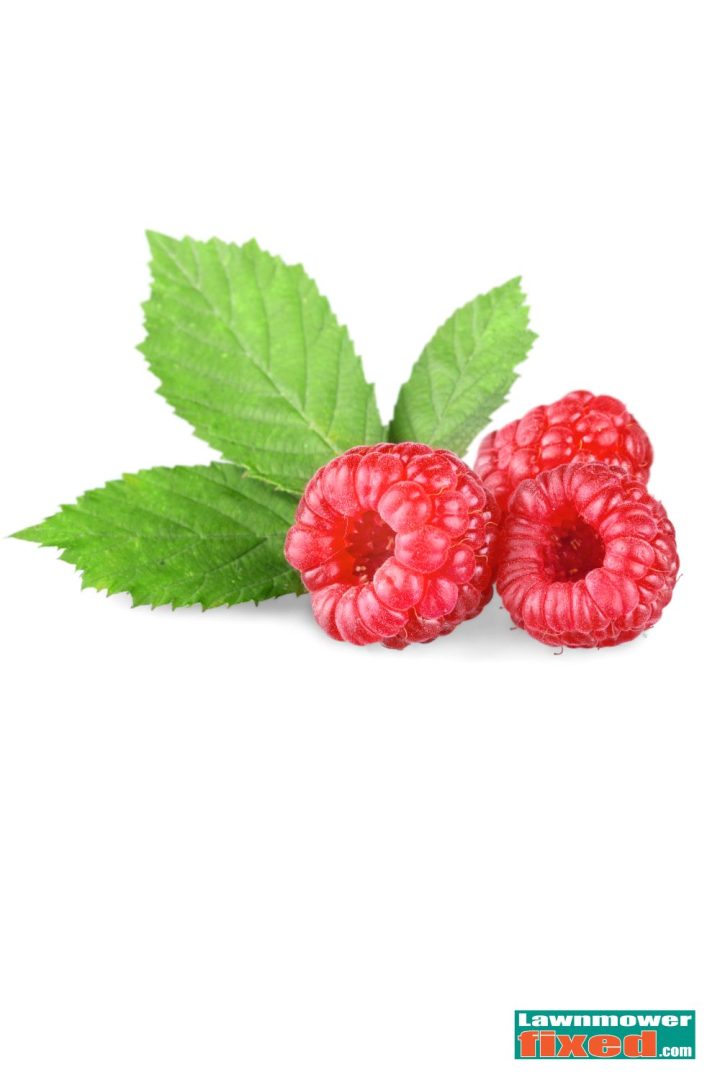 Berry Bonanza: Grow the Best Raspberries from Planting to Harvest ...