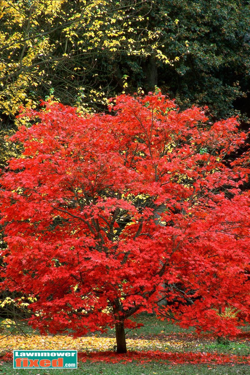 Red Maple Trees: The Perfect Splash of Color for Your Backyard ...