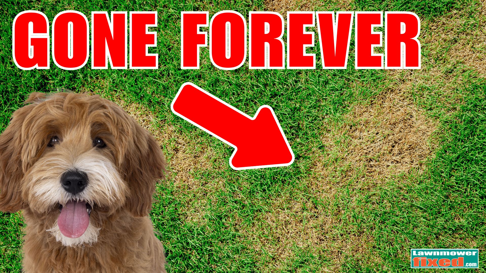 Stunning Dog Safety And Lawn Grass Risks image