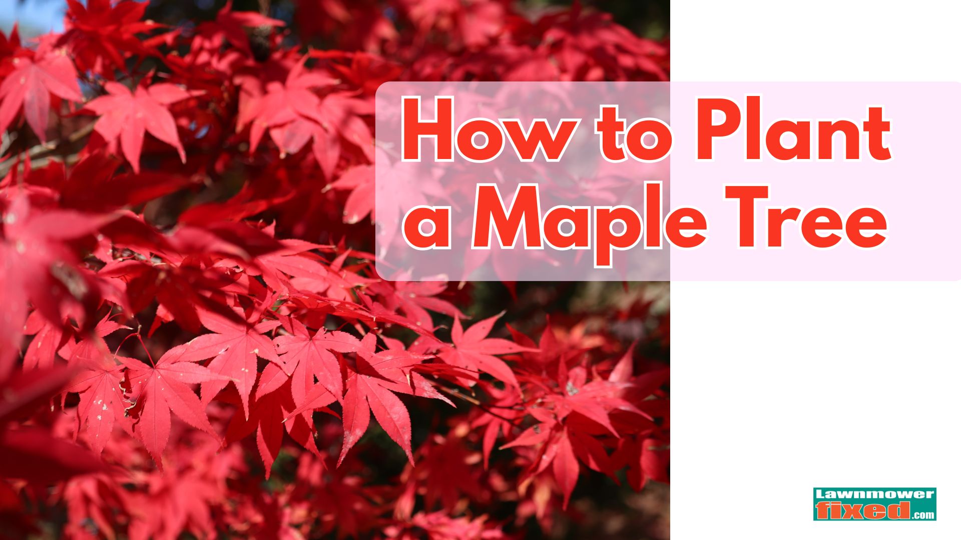 Red Maple Trees: The Perfect Splash of Color for Your Backyard ...