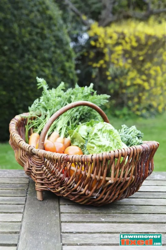 trug of vegetables