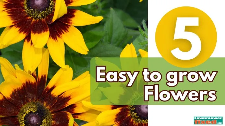 5 flowers feature new