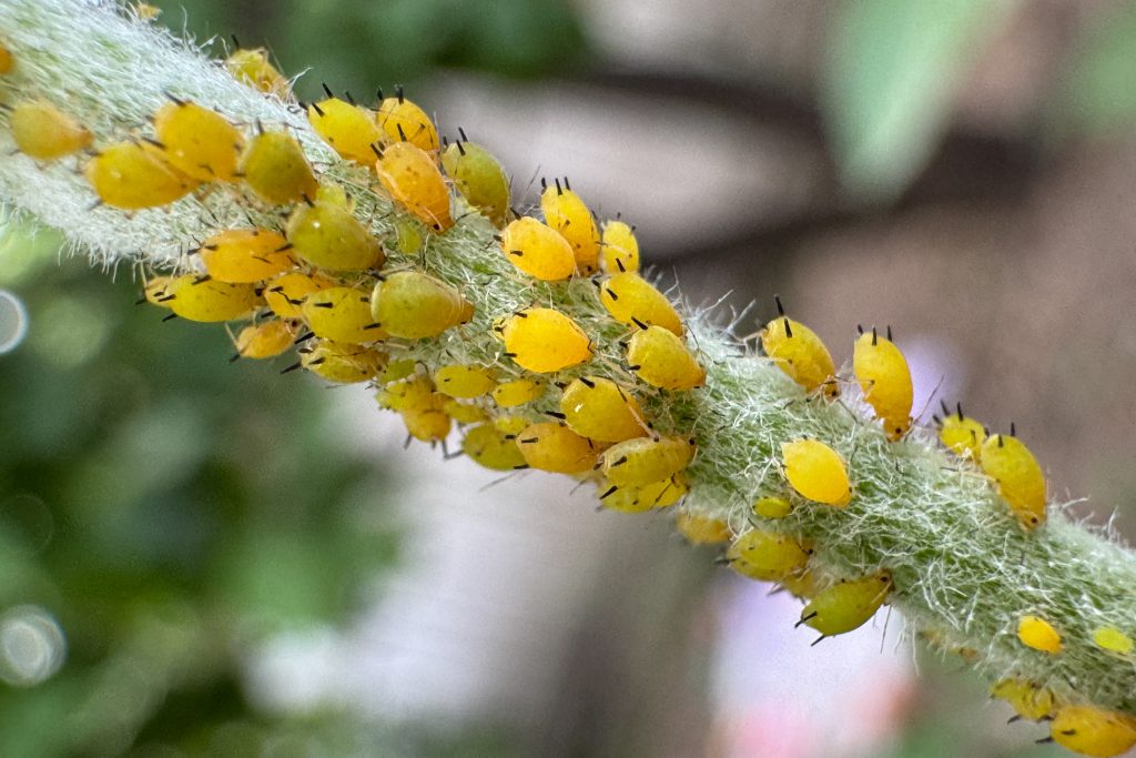 Macro of aphids clustering on a green apple tree branch. Concept of garden pests, plant health, and natural infestation.