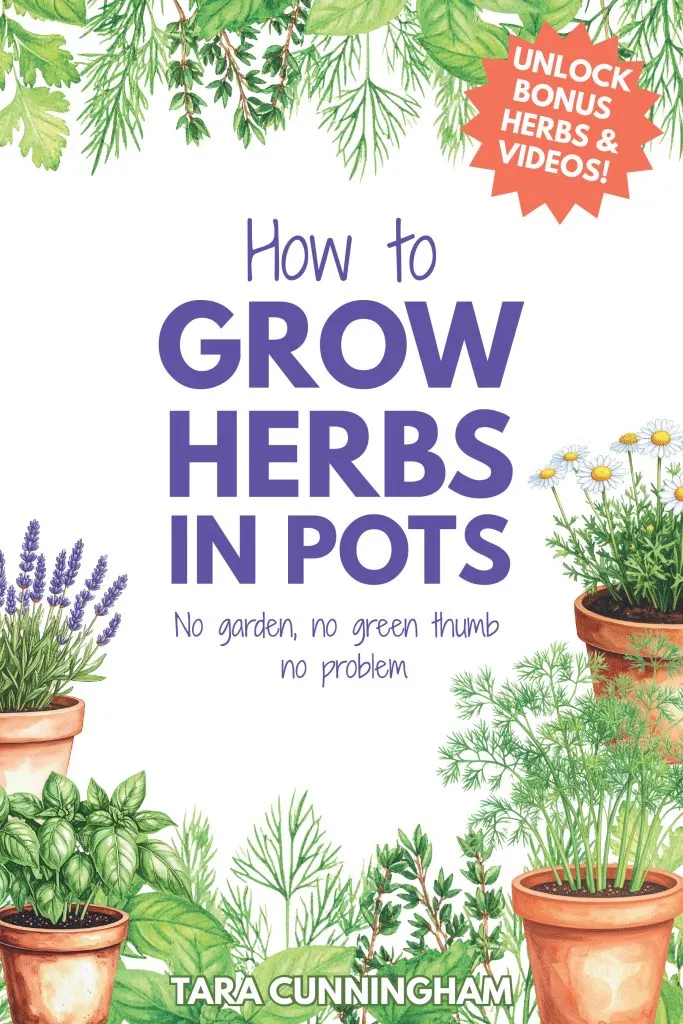 how to grow herbs in pots cover