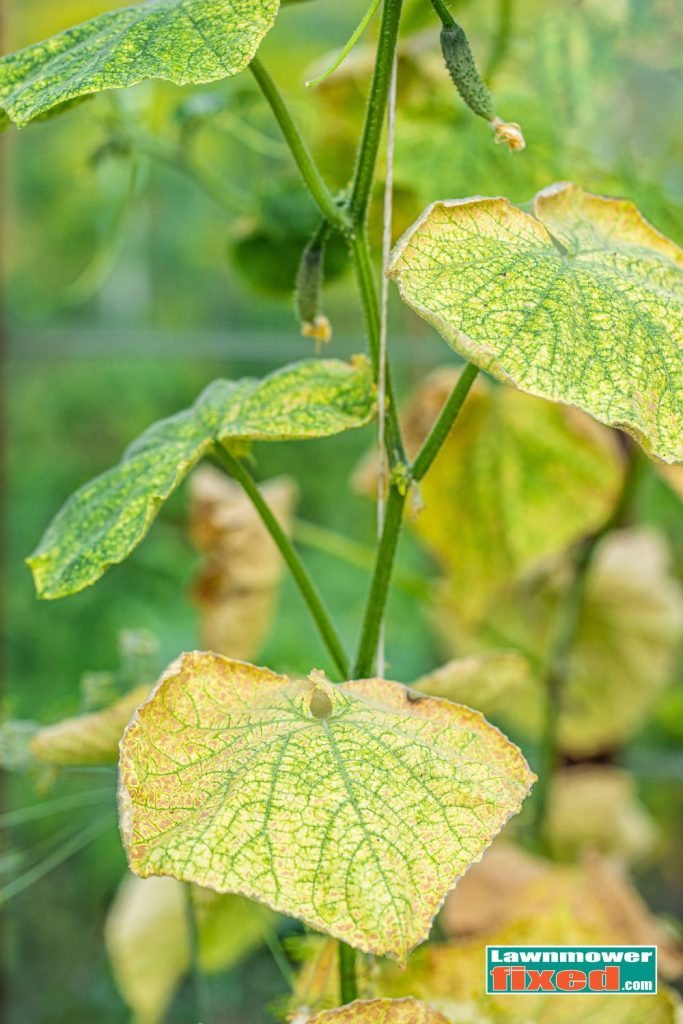 disease on cucumber leaf