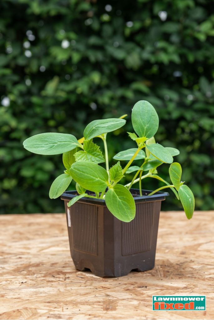 cucumber young plant