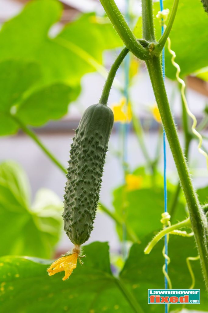 ready to pick cucumber