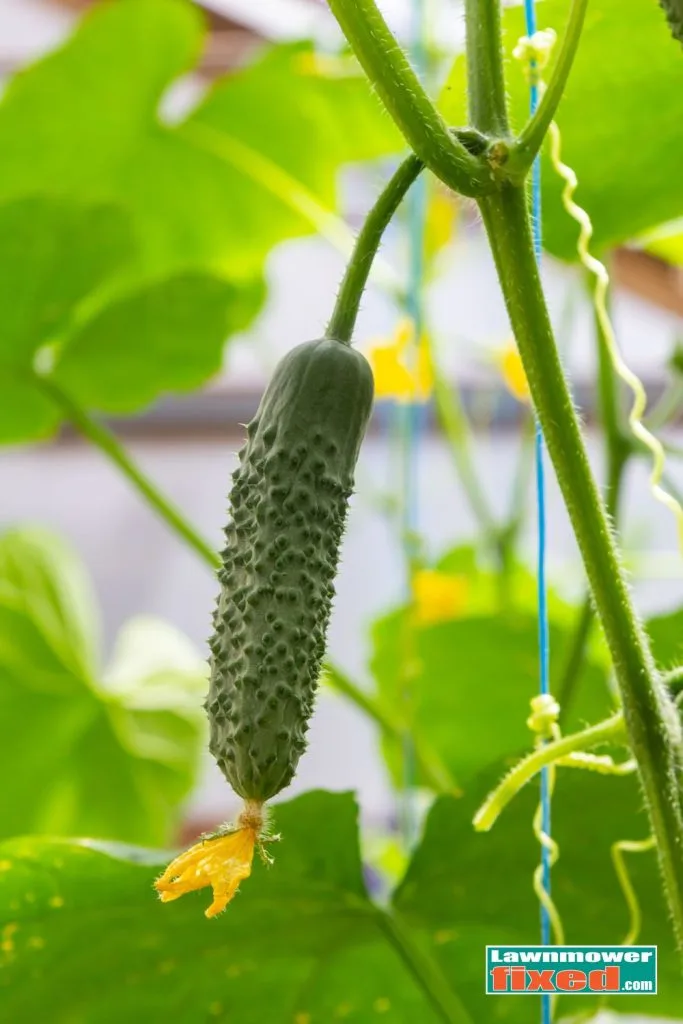 ready to pick cucumber