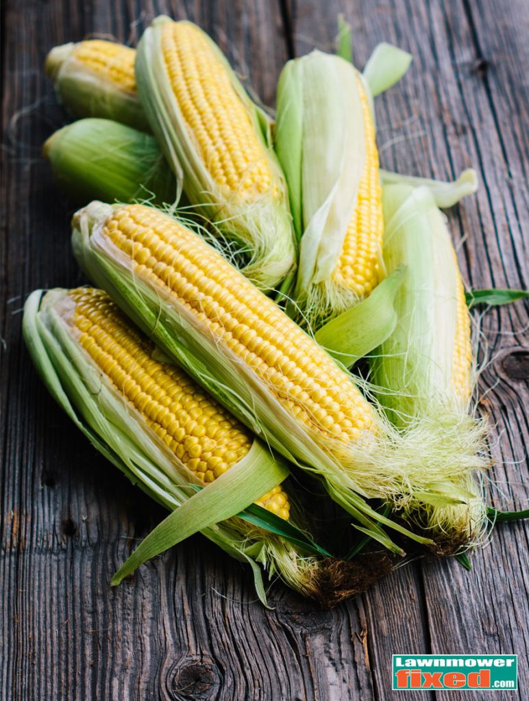 corn-on-table