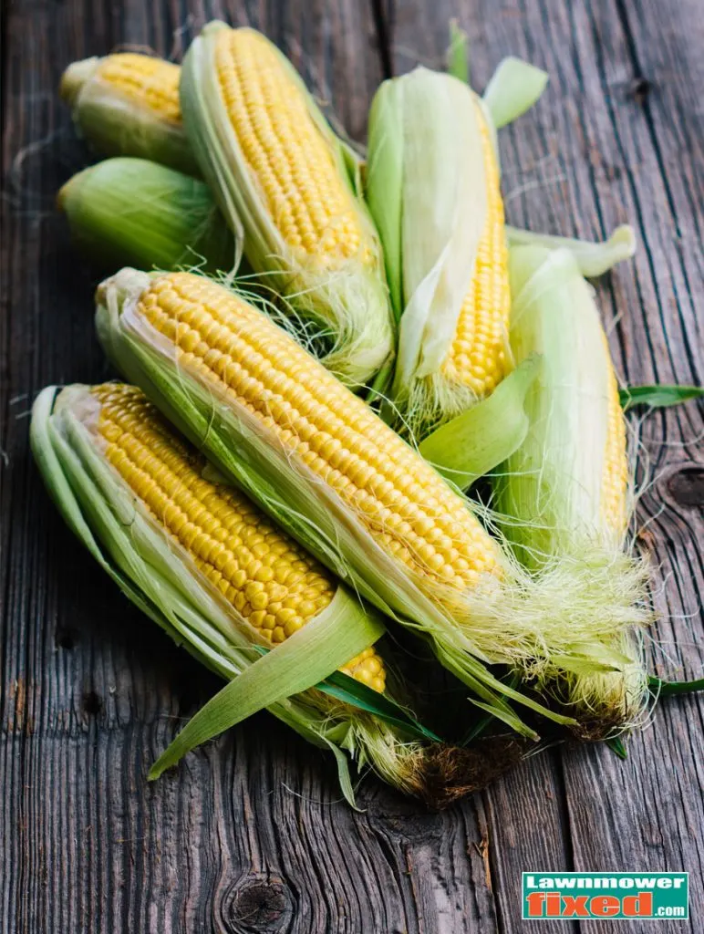 corn-on-table