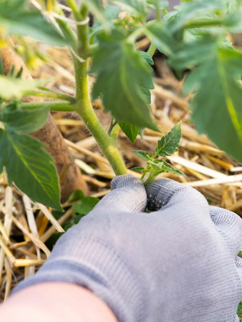 tomato pinch out