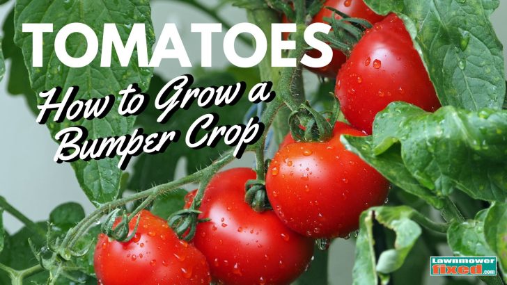 how to grow bumper tomatoes