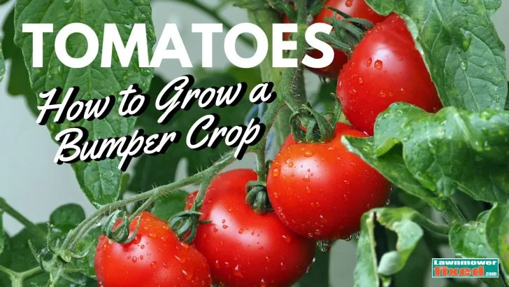 how to grow bumper tomatoes