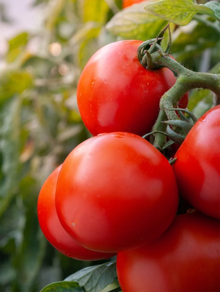 ripe tomatoes